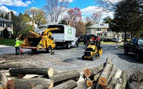 Best Tree Removal  in Caledonia, MN