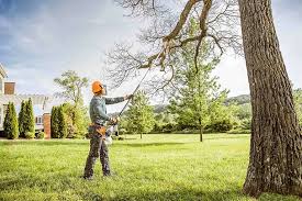 Best Tree Cabling and Bracing  in Caledonia, MN