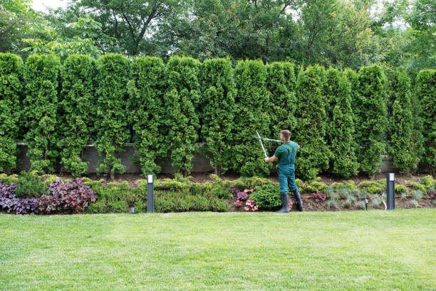 Best Tree Trimming and Pruning  in Caledonia, MN