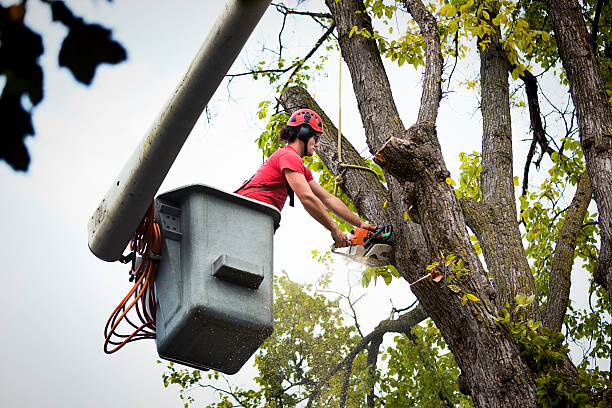 Best Stump Grinding and Removal  in Caledonia, MN